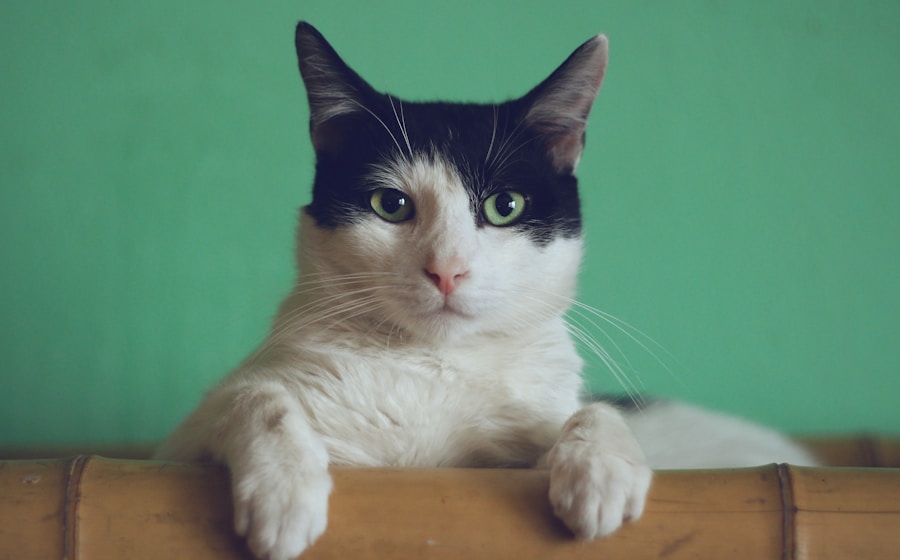 黒猫